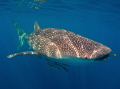   Any Whale Shark day good  